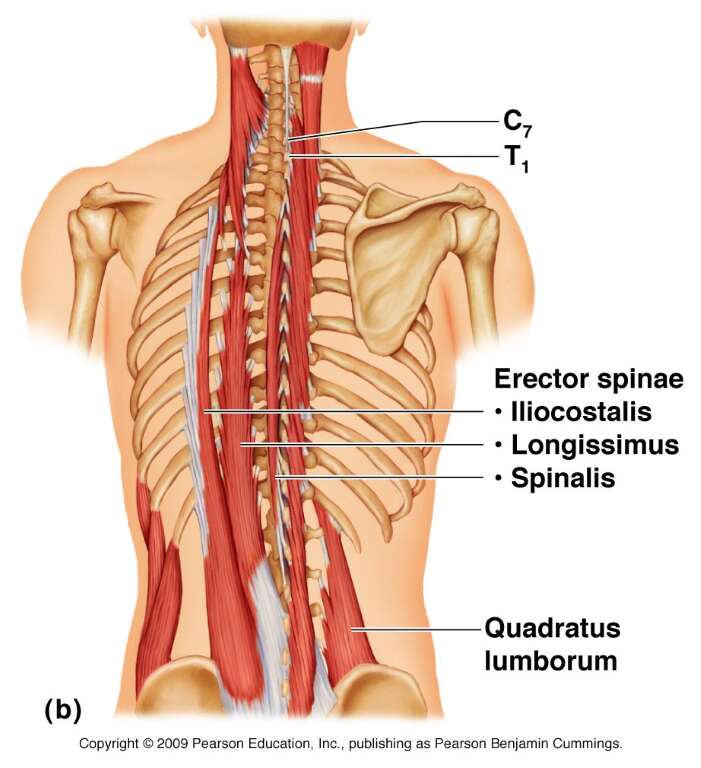 שריר ה Quadratus lumborum