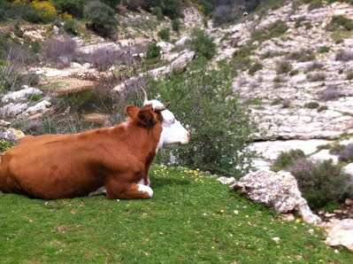 מה עבודה ומנוחה ועל משמעות השנ"צ