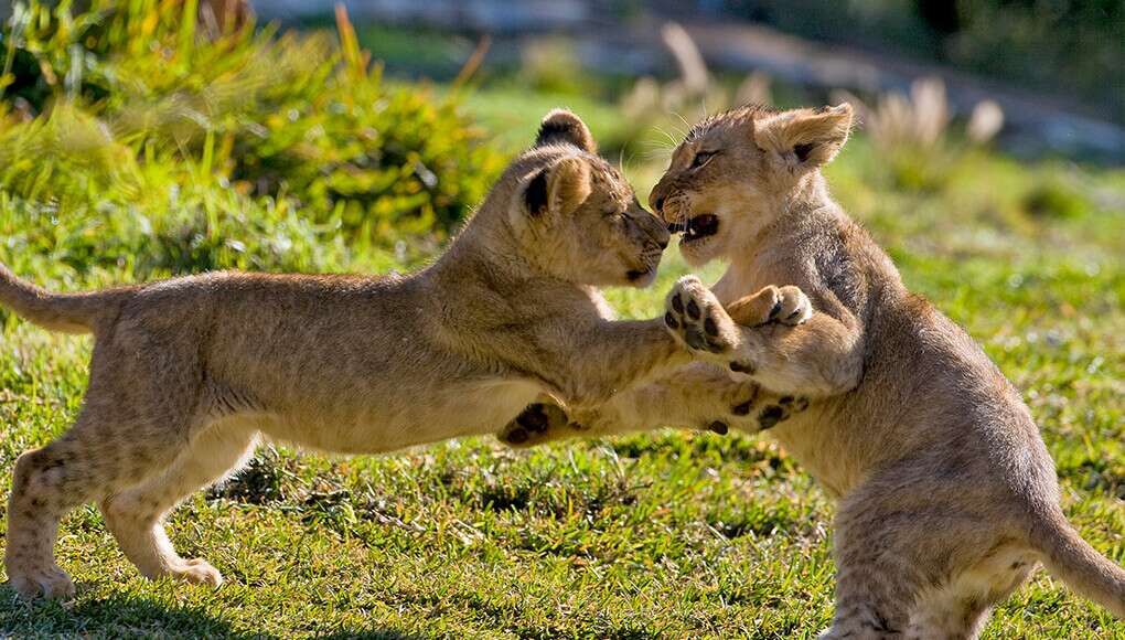 סדנת PLAY-FIGHT - ריקוד, לחימה ומשחק