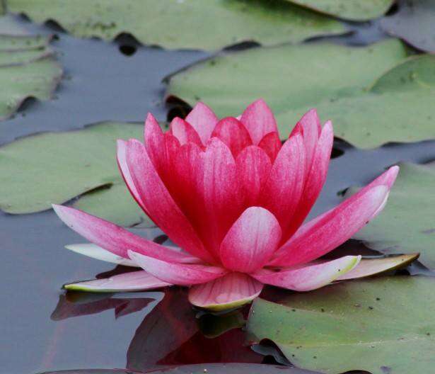 Lotus Blossom