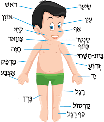 קורס אנטומיה בהנחיית צאלי רייכרד