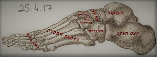 סדנא בנושא כף הרגל ויכולותיה במוח בחיפה